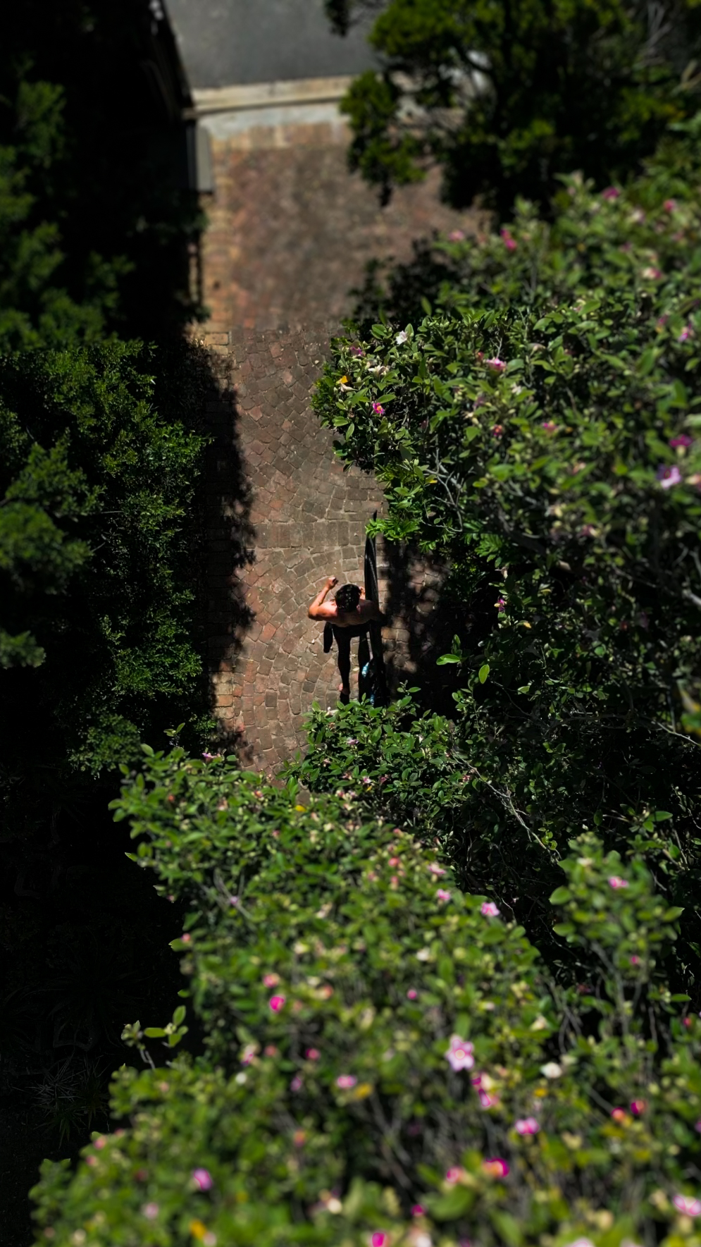 Surfer walking a garden path from above