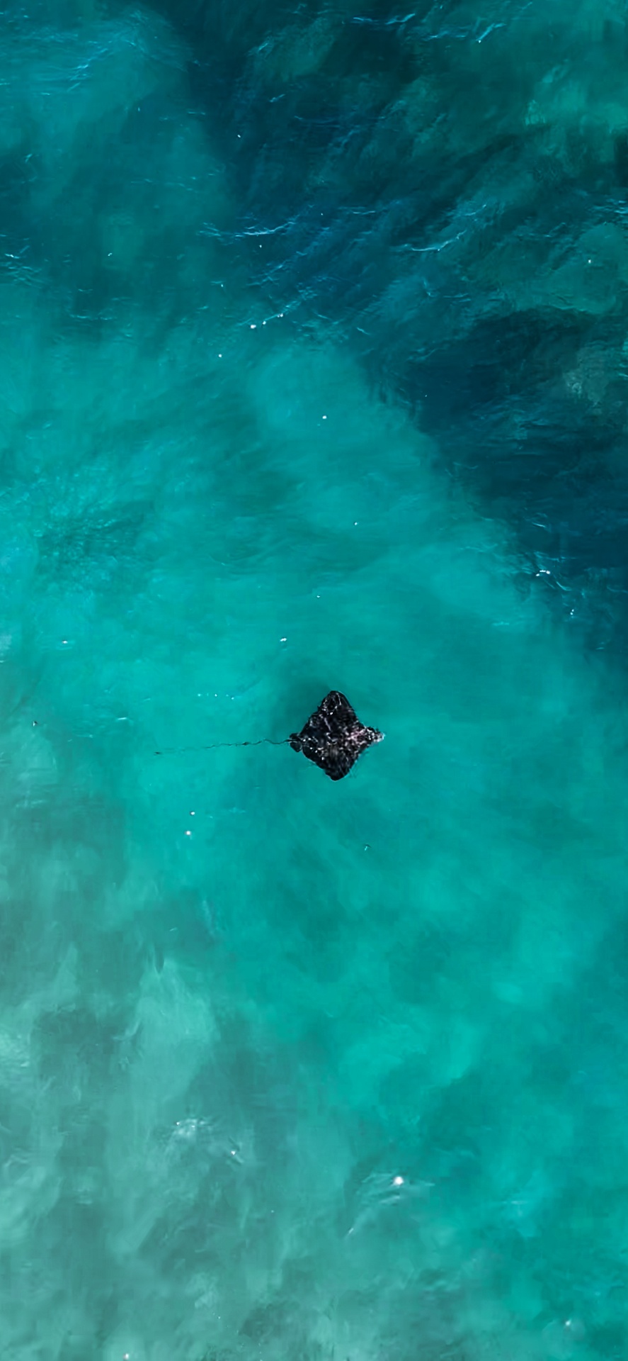 Spotted eagle ray gliding through clear water