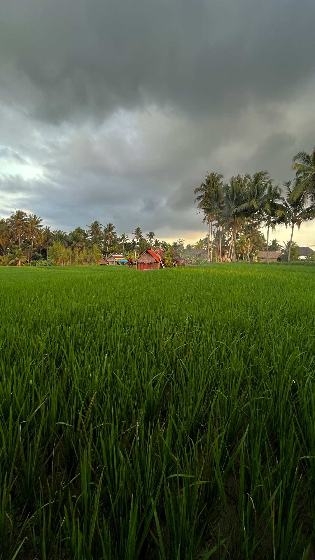 Lush green rice terraces in Bali
