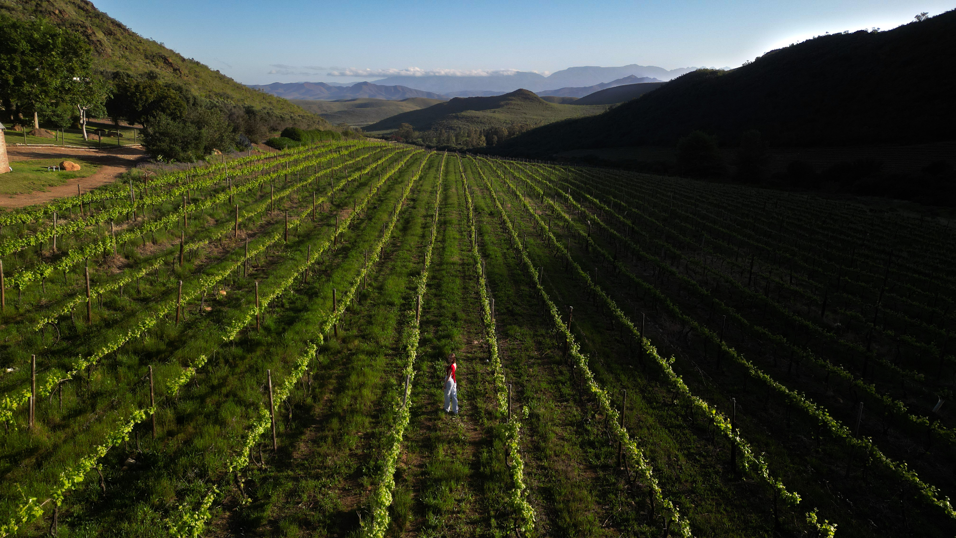 Vineyard rows running through a valley